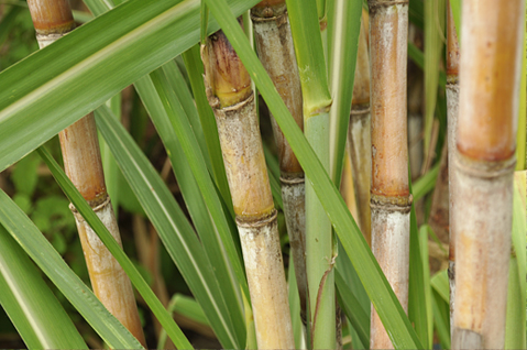 Sugarcane