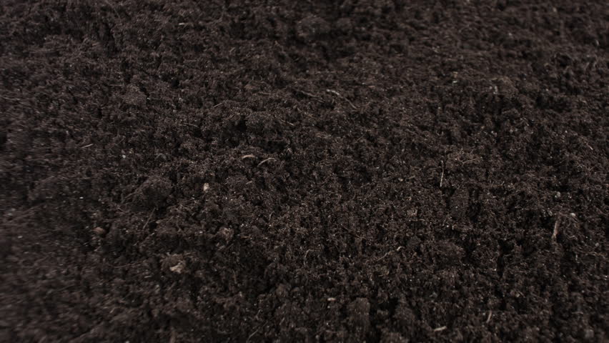Black Soil