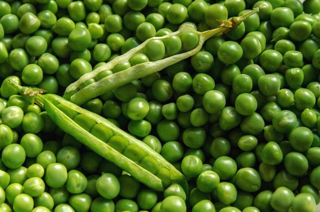 Pea